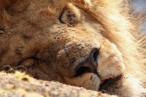 狮子,狮虎兽,树,油画,棕熊,伤痕累累的战士睡觉