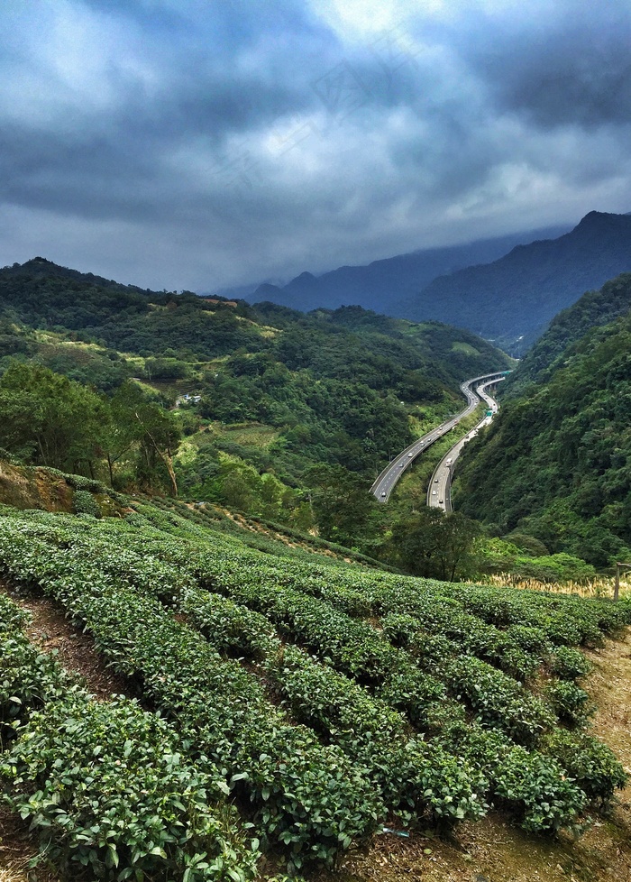 坪林茶园