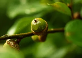 植物,无花果,吊坠,花卉,卡通动漫人物,湿橡子