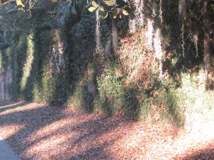 油画,生态林,枫树,山峦,瀑布,常春藤墙