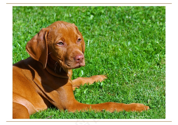 维希拉猎犬,匈牙利维斯拉犬,罗得西亚脊背犬,罗得西亚猎犬,腊肠犬,维兹拉幼犬