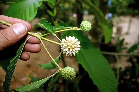 Mitragyna speciosa（Korth。）Havil。