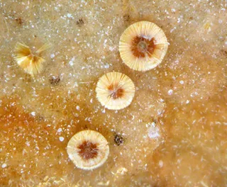 辐射钙铝榴石晶体