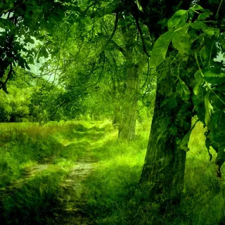 che Le chemin des noyers✿胡桃树的路径✿ che Le chemin des noyers✿胡桃树的路径✿