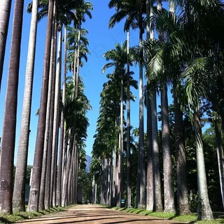椰子树,海枣,槟榔树,棕榈,大王椰,贾里丁·波塔尼科·里约热内卢
