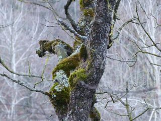 Branca que es creu unagàrgola-被认为是石像鬼的科