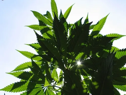 盆栽植物,富贵竹,树,绿色枫叶,花卉,大麻