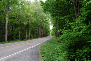 树林,树,街道,竹海,云栖,乔治华盛顿国家森林