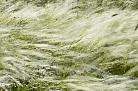 {我卡佩利·德尔·斯特雷格}