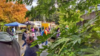 自然公园,园林景观,峡谷,山峦,紫露草属,在俄勒冈动物园排队等候Weird Al音乐会。