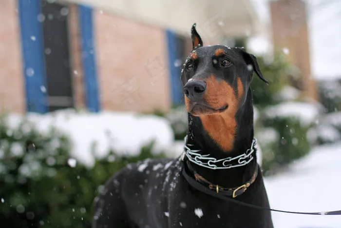 杜宾犬,德国笃宾犬,德国杜宾犬,曼彻斯特梗,平犬,小狗