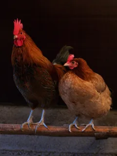 大骨鸡,黄鸡,肉用鸡,土鸡,固始鸡,友人