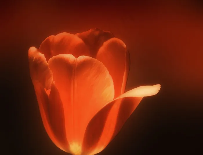 红色激情（致我最亲爱的朋友）