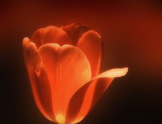 红色激情（致我最亲爱的朋友）