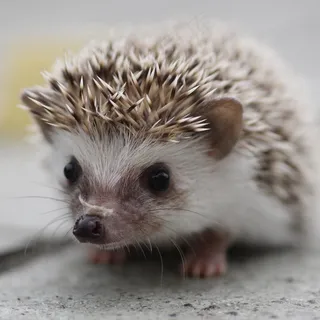 迷你刺猬,刺猬,鸟类,宠物貂,玩具,_MG_5864