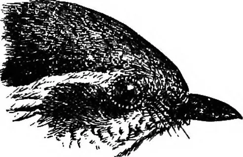 图画,卡通动漫人物,紫翅椋鸟,绘画,钢笔画,图片来自“ Birds ..”（325）的第325页