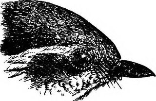 图画,卡通动漫人物,紫翅椋鸟,绘画,钢笔画,图片来自“ Birds ..”（325）的第325页