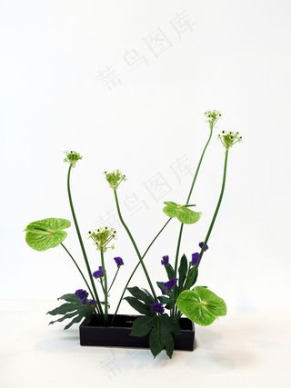 四叶草,香菜,铜钱草,积雪草,滴水观音,X GranExposiciónde Ikebana