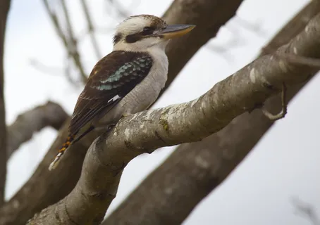 笑翠鸟,松鸦,伯劳,虫子,伯劳鸟,悉尼笑翠鸟