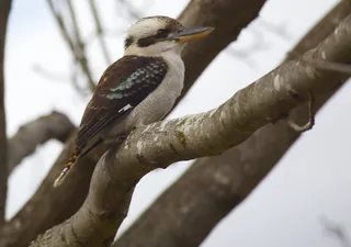 笑翠鸟,松鸦,伯劳,虫子,伯劳鸟,悉尼笑翠鸟