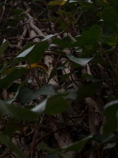 盆栽植物,蛇根草,杠板归,黄金葛,绿萝吊兰,常春藤