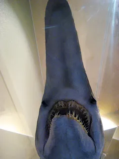 鲨鱼,领带,袜子,牛仔裤,靴子,蛇牙妖怪 鲨鱼,领带,袜子,牛仔裤,靴子,蛇牙妖怪
