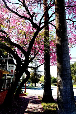 盆栽植物,树,梅花树,桃红柳绿,樱花树,春天的圣迪马斯大厦