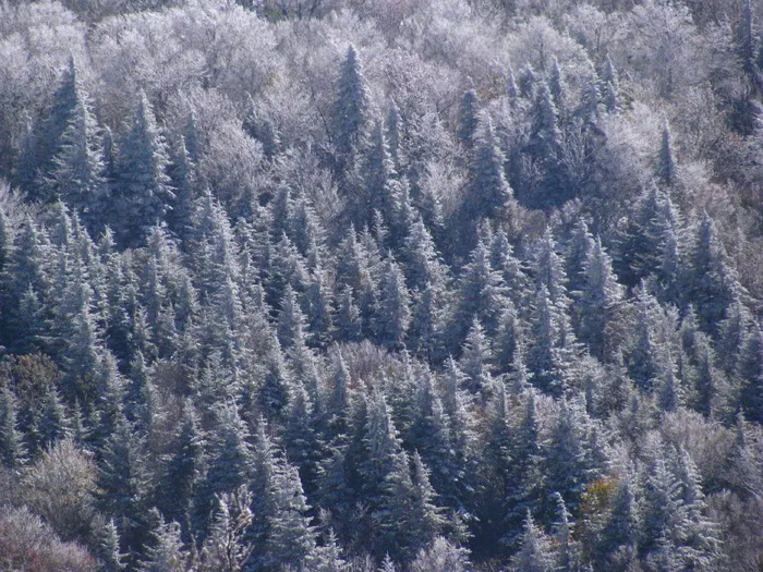 雪盖铁杉