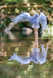 蓝灰鹭,油画,卡通动漫人物,大蓝鹭,三色鹭,天使跳动！