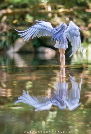 蓝灰鹭,油画,卡通动漫人物,大蓝鹭,三色鹭,天使跳动！