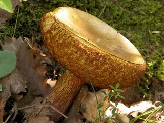 牛肝菌,蘑菇,宽鳞多孔菌,树,工艺品,100_9400