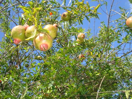 西蒙妮·桑托斯的花絮