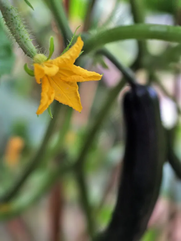 植物,黄瓜花,花卉,雌花,南瓜花,黄瓜