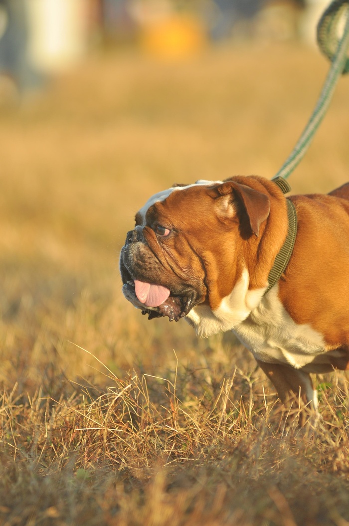 狗,油画,拳师犬,牛头梗,,英国斗牛犬