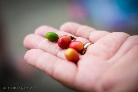 植物,手,樱桃,酸枣,神秘果,成熟的各个阶段的咖啡樱桃 植物,手,樱桃,酸枣,神秘果,成熟的各个阶段的咖啡樱桃