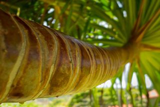 棕榈科,盆栽植物,棕榈科,树,头发,露兜树在Molokai