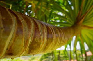 棕榈科,盆栽植物,棕榈科,树,头发,露兜树在Molokai