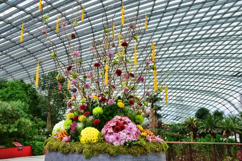 花卉,树,菊花展,盆栽植物,工艺品,花卉