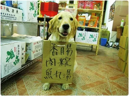 「义卖支援」北市义卖粽子和海鲜产品，降低成本后，进行救援医疗中途费用，恳请支持，中途中的犬只也需要家喔〜谢谢您〜20110508