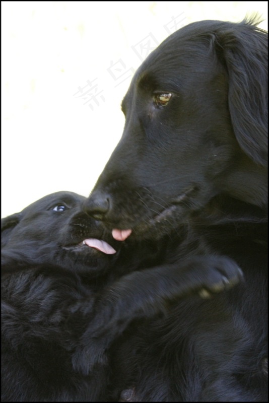 拉不拉多,直毛猎狗,平毛巡回猎犬,拉布拉多犬,纽芬兰犬,早恋