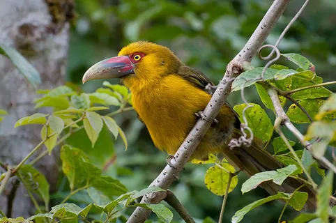 黄莺,小巨嘴鸟属,黄鹂鸟,黑枕黄鹂,虫子,阿拉萨里香蕉（Pteroglossus bailloni）
