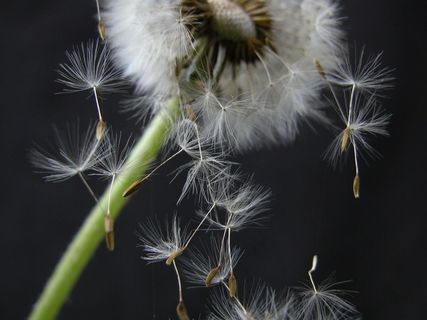 蒲公英,蒲公英图片,薄公英,鸟类,蓟花,丹迪龙