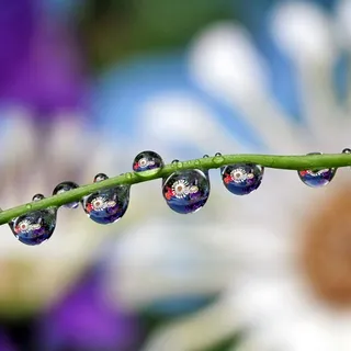 水珠图,晨露,葡萄风信子,水珠,雨珠,在一个正方形2的圆圈