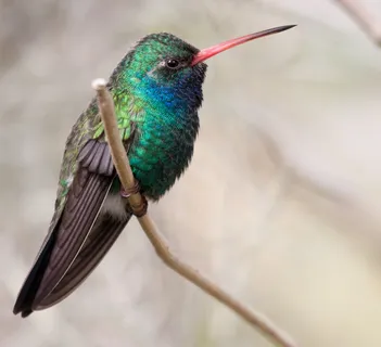 闪亮的蜂鸟 闪亮的蜂鸟