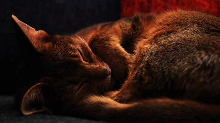 小狗,猫,阿比西尼亚猫,索马里猫,头发,吃玩宠物睡觉