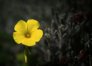植物,花卉,黄花酢浆草,菊花,金花狸藻,索姆颜色...