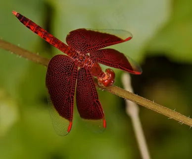 蜻蜓,花卉,红蜻蜓,盆栽植物,灯笼,IMG_5340枯叶森林撇渣器 蜻蜓,花卉,红蜻蜓,盆栽植物,灯笼,IMG_5340枯叶森林撇渣器