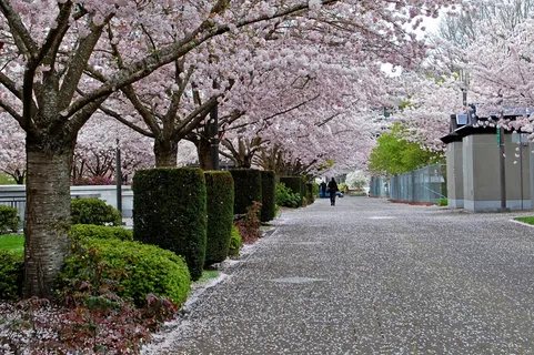 哈纳米塞勒姆 哈纳米塞勒姆