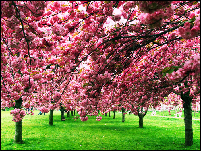 花卉,树,云南樱花,樱花树,晚樱,樱花