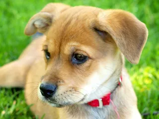 黄金猎犬,狗,金毛犬,金毛/金毛寻回犬,拉不拉多,羊毛库存